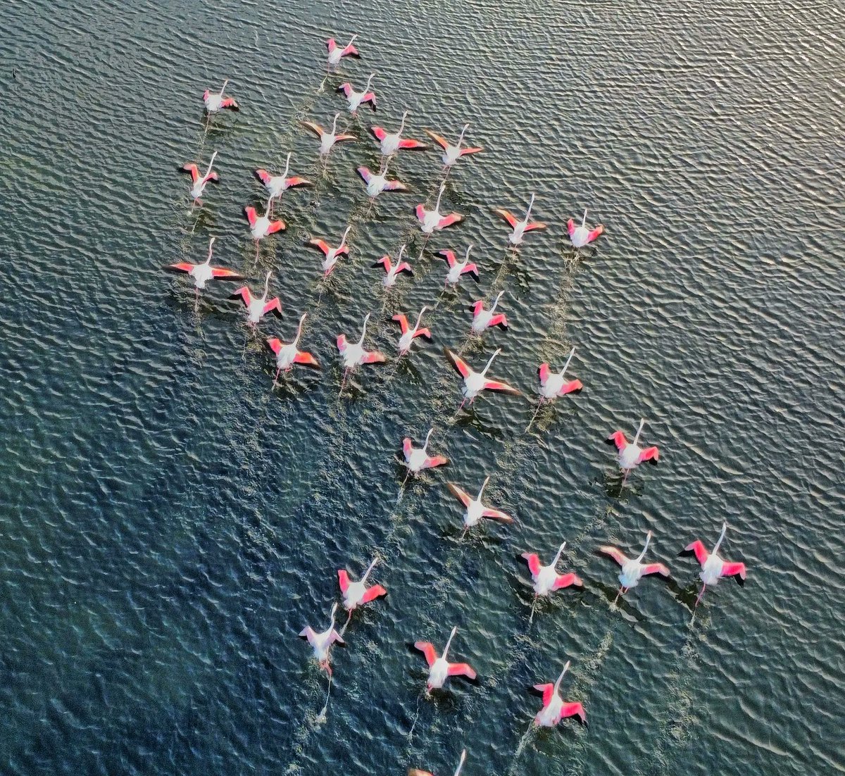 faraz_xyz's tweet image. The Flight of Harmony 
zora.co/coin/base:0x50…