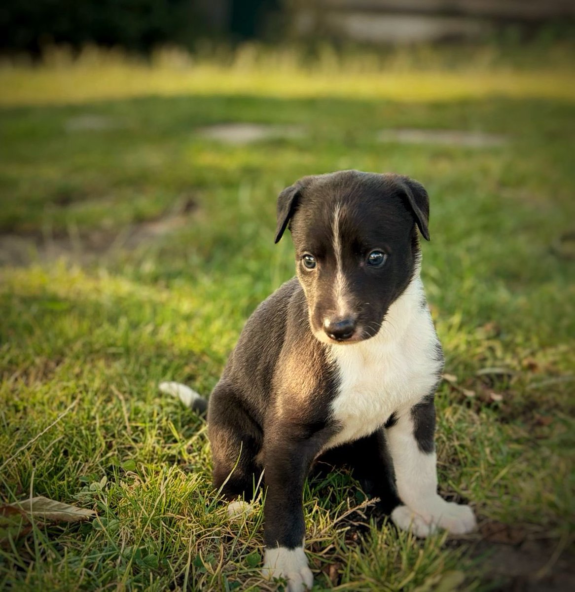 Joe Andrews (@totallybetting) on Twitter photo Lively Valerie (another ๐) Swords Rex x Lively Savannah <a href="/adachikennels/">Adachi Kennels</a> <a href="/RiversideKenne/">๐๐ข๐ฏ๐๐ซ๐ฌ๐ข๐๐ ๐๐๐ง๐ง๐๐ฅ๐ฌ</a> โฅ๏ธ Lively Valerie (another ๐) Swords Rex x Lively Savannah <a href="/adachikennels/">Adachi Kennels</a> <a href="/RiversideKenne/">๐๐ข๐ฏ๐๐ซ๐ฌ๐ข๐๐ ๐๐๐ง๐ง๐๐ฅ๐ฌ</a> โฅ๏ธ