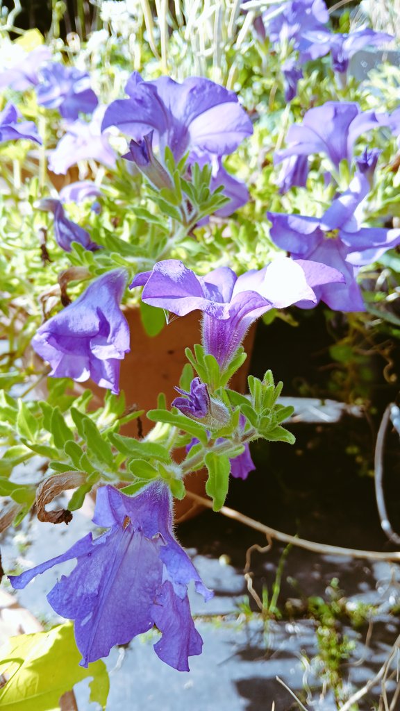 ametcalfe42's tweet image. I think these fit for #SixWeeksOfColour blues and purple flowers in my garden #cardiff #gardenshour