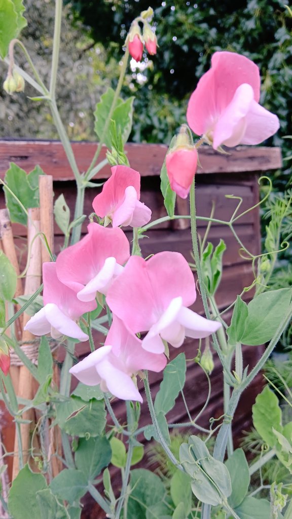ametcalfe42's tweet image. I think these fit for #SixWeeksOfColour blues and purple flowers in my garden #cardiff #gardenshour