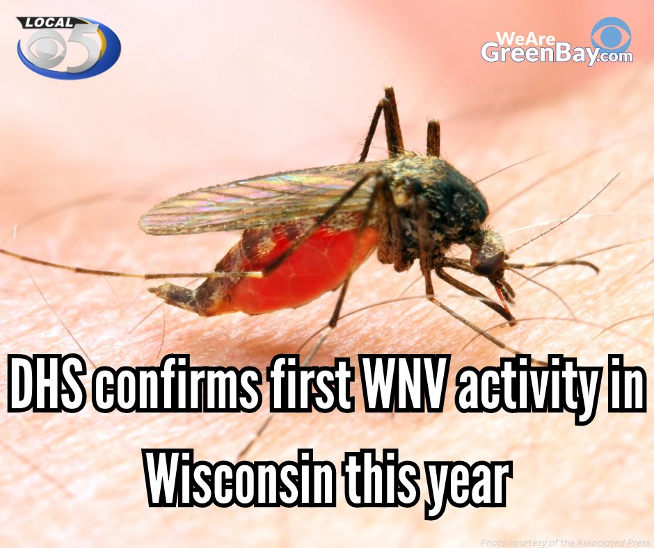 WFRVLocal5's tweet image. Officials with the Wisconsin DHS announced on Monday that they have confirmed the first West Nile virus activity this year in the Badger State.
Full story: shorturl.at/mBnvi