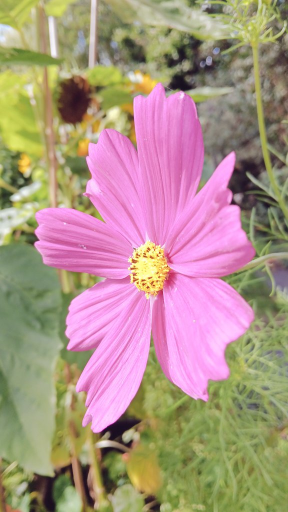 ametcalfe42's tweet image. I think these fit for #SixWeeksOfColour blues and purple flowers in my garden #cardiff #gardenshour