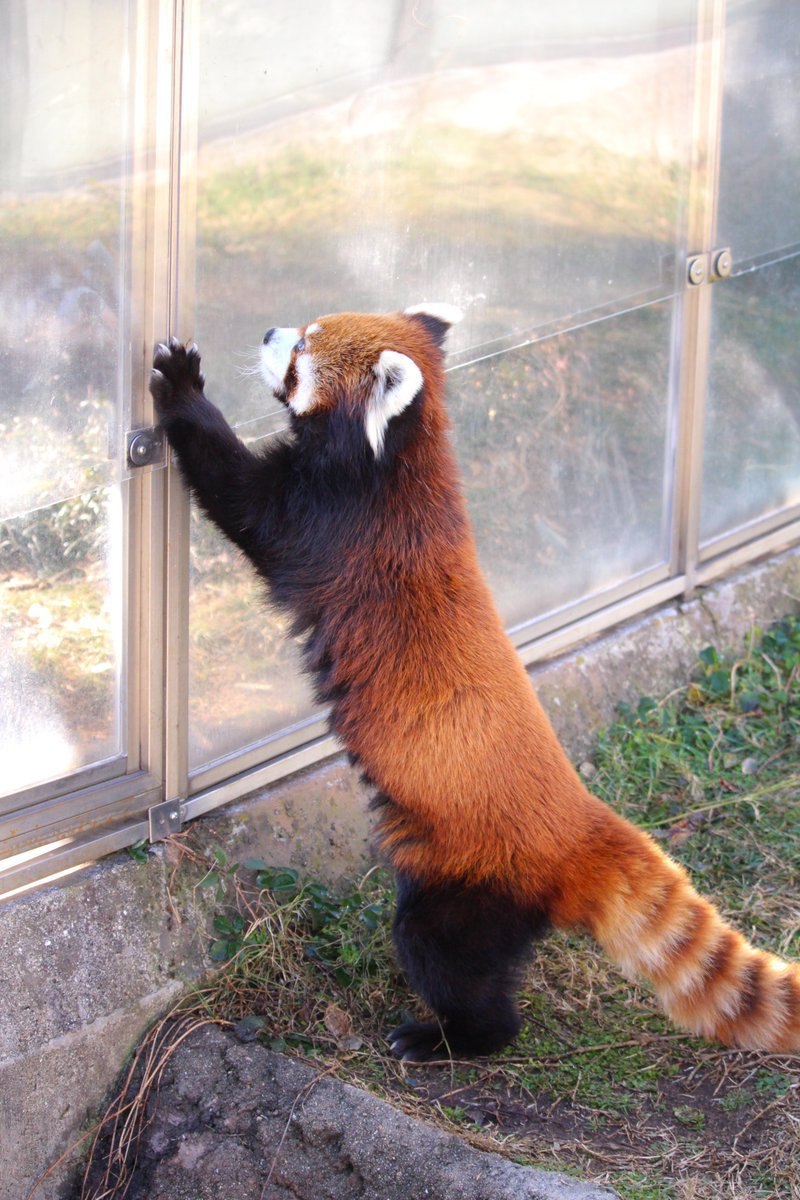 HourlyWah's tweet image. [🔗](api.tinyfox.dev/hourly/wahs/ph…)