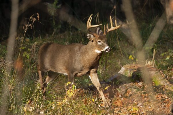 LAFirstNews's tweet image. LDWF releases deer hunting schedule for upcoming season

🔗: louisianafirstnews.com/news/ldwf-rele…