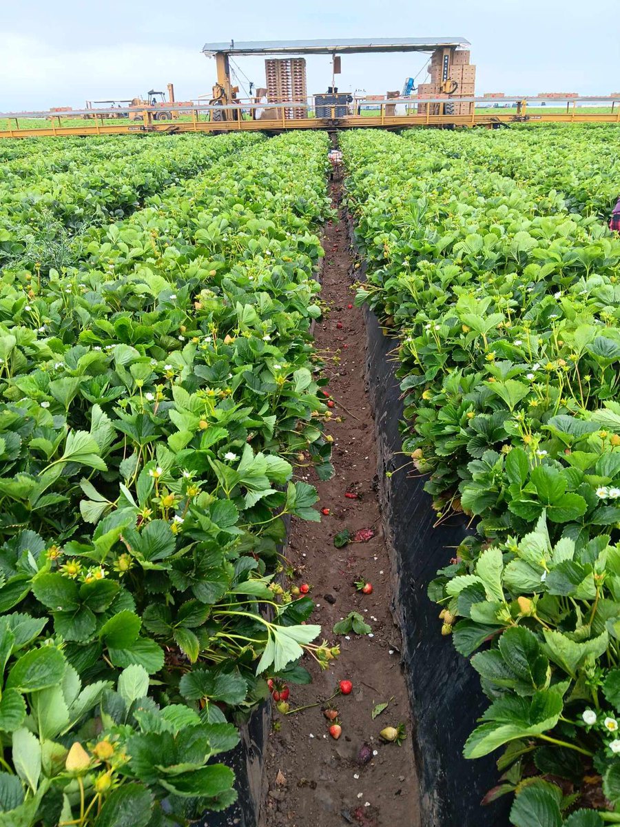 "Susana" is an experience strawberry harvester on CAs Central Coast. She shares:  It is a very tiring job because we walk hunched over all day. We work as fast as we can as we work piece rate. #WeFeedYou
