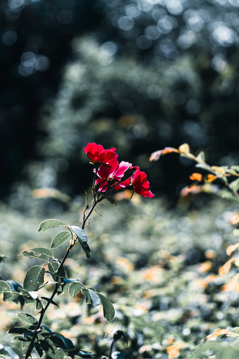 RyutaOwnWay's tweet image. #gallery_no8
