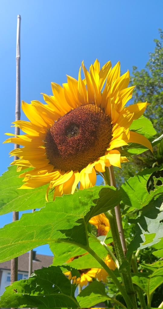 ametcalfe42's tweet image. Sunflowers against clear #blue sky  #SixWeeksOfColour #cardiff #garden #GardensHour