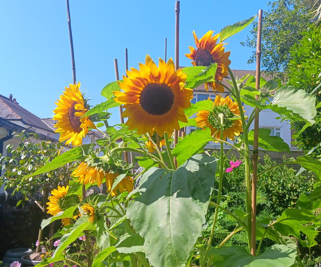 ametcalfe42's tweet image. Sunflowers against clear #blue sky  #SixWeeksOfColour #cardiff #garden #GardensHour