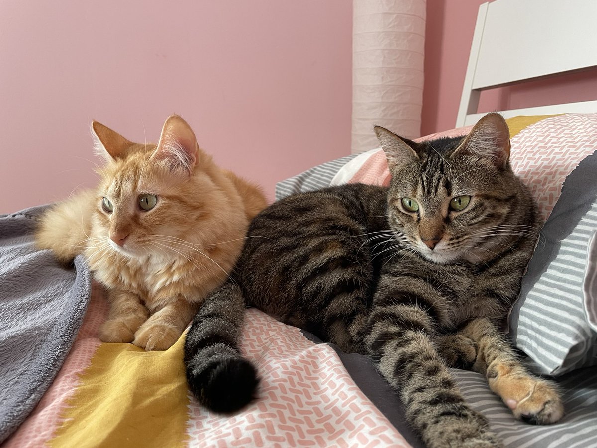 fchloe_'s tweet image. Elle est partie.
Je l’aimerais toute ma vie, et même après.
C’était la chatte la plus câline, la plus douce que je n’ai jamais eu et que j’aurais jamais plus.
J’espère qu’elle sera bien là haut