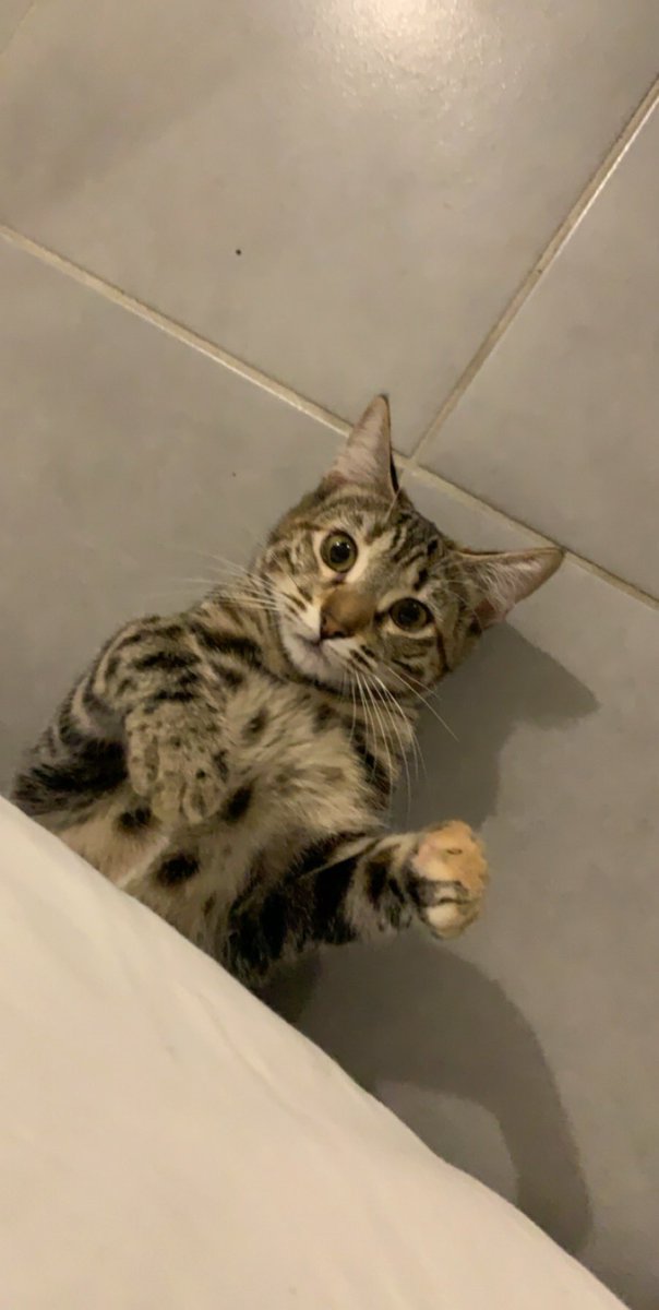 fchloe_'s tweet image. Elle est partie.
Je l’aimerais toute ma vie, et même après.
C’était la chatte la plus câline, la plus douce que je n’ai jamais eu et que j’aurais jamais plus.
J’espère qu’elle sera bien là haut