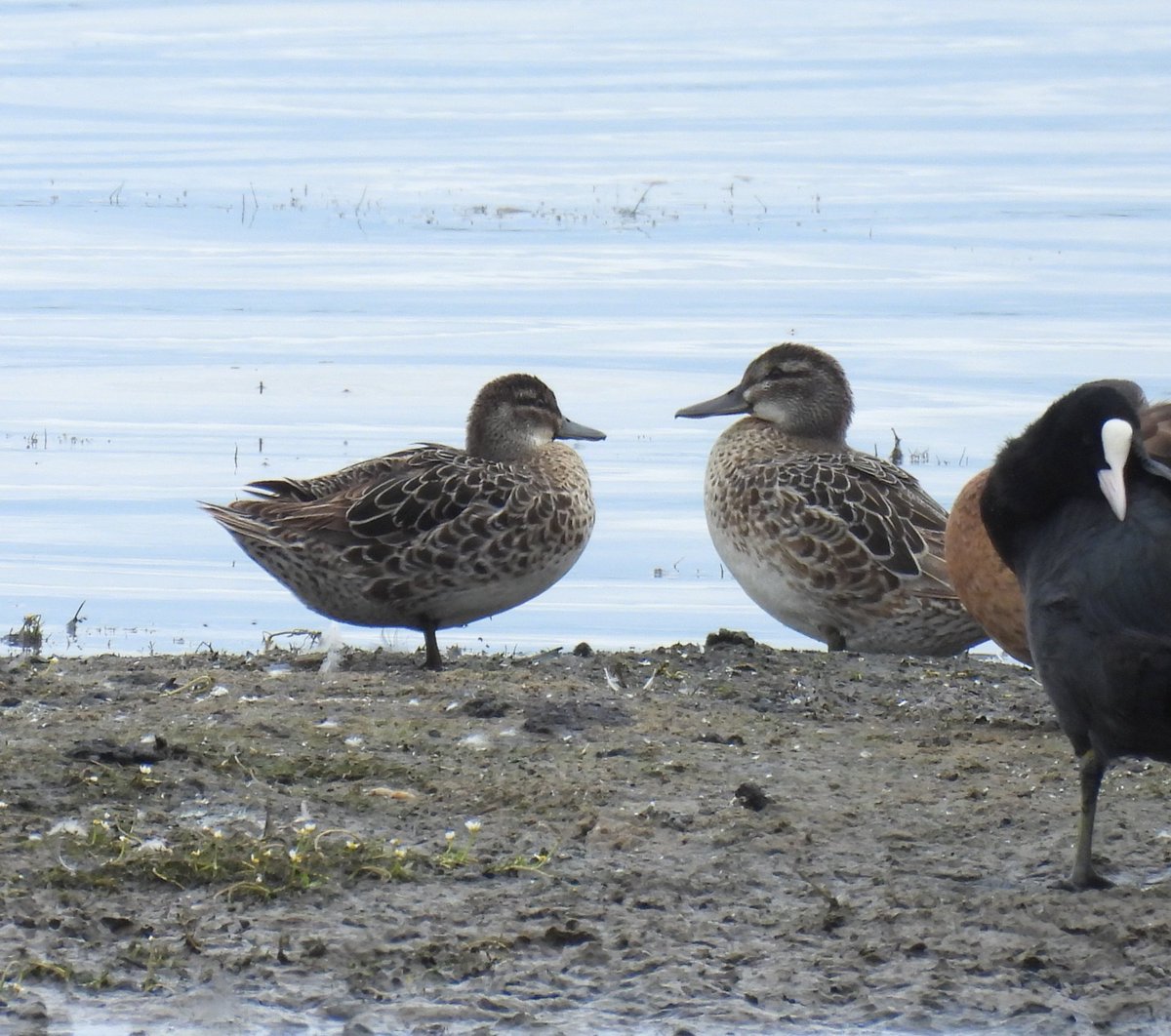 chris vaghela (@chrisvaghela) on Twitter photo Enjoyable day at Belvide with
2 LESSER SCAUPS, 2 Gargenys
2 Sanderlings, 4 Dunlins, ringed plover, 3 Lrps, comm sand, GWE, Little egret, <a href="/Staffsbirdnews/">Staffs Bird News</a> Enjoyable day at Belvide with
2 LESSER SCAUPS, 2 Gargenys
2 Sanderlings, 4 Dunlins, ringed plover, 3 Lrps, comm sand, GWE, Little egret, <a href="/Staffsbirdnews/">Staffs Bird News</a>