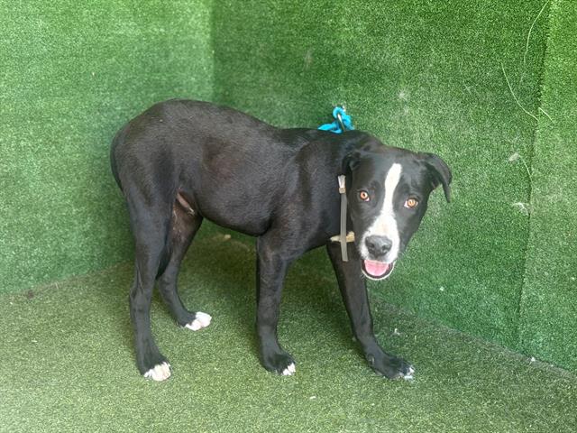 #A5713988
Male, black and white Boxer mix
6 months old.
PetHarbor.com/pet.asp?uaid=L…