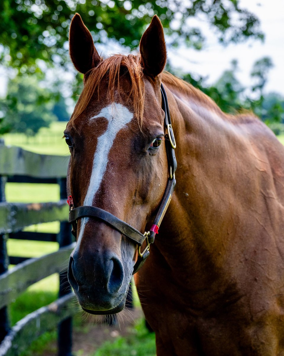 With the Clement L. Hirsch coming up this Saturday, we wanted to share a few photos of one of its most memorable winners, STELLAR WIND. 🌟
 
A 6-time G1 winner, Eclipse Champion, and full-time queen of the pasture, she’s is in foal to JUSTIFY this year. 💫
 
Pictured alongside
