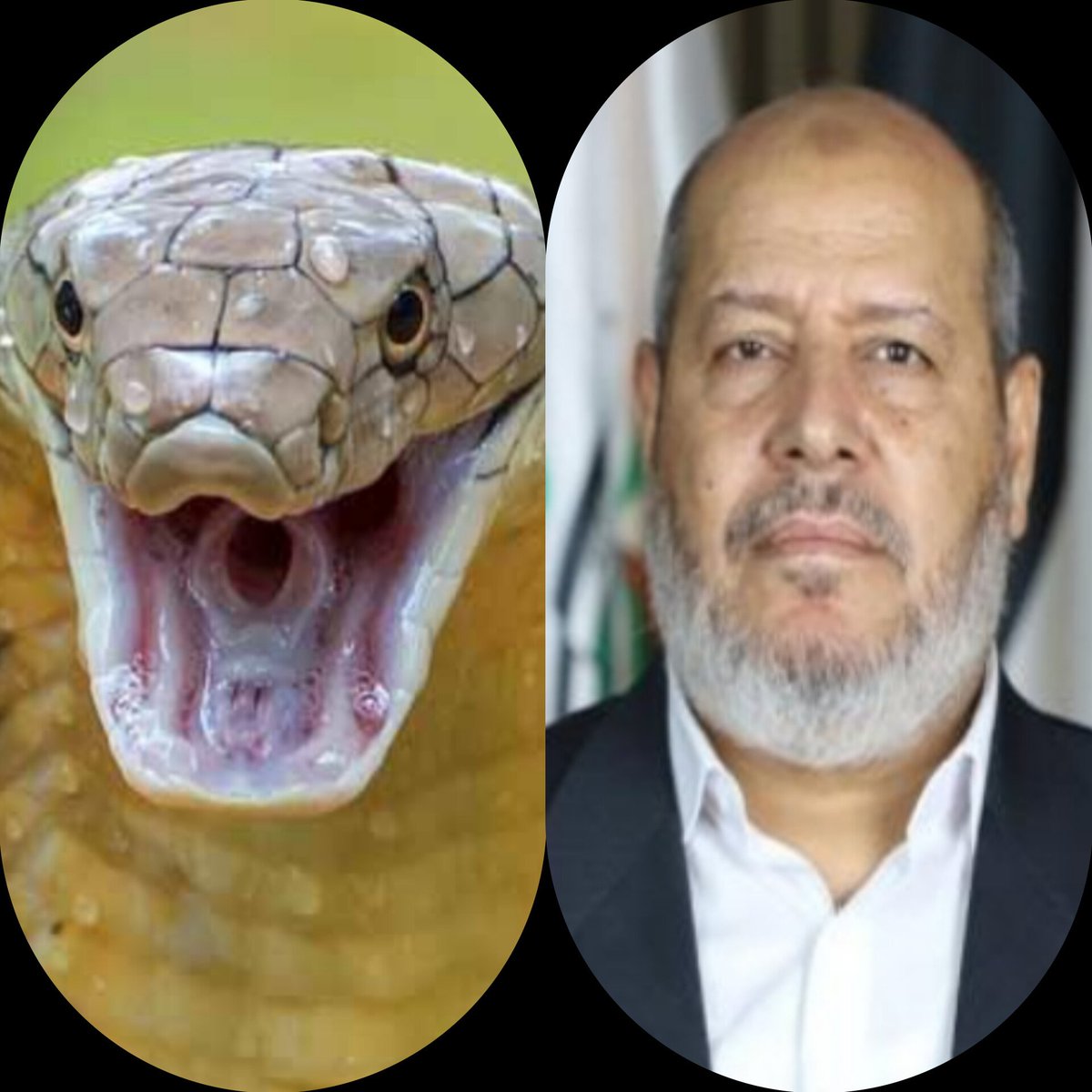 إسم على مسمى.

الحيه يخدم الصهاينة.
وتصريحاته ضد مصر والأردن خير دليل.

#مصر
#الاردن_فزعه_لغزة
#مصر_بتنجح_والاخوان_بتنبح
#غزة