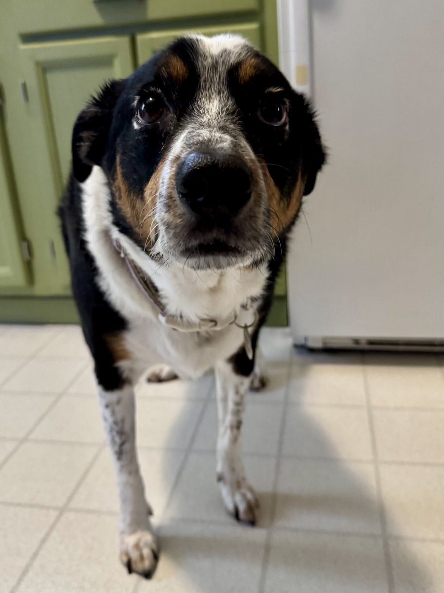 Happy Monday! I’m in the kitchen looking for treats. I found out the difference between Spring rolls and Summer rolls. It’s the Seasoning ! BOL Happy Week. 😃❤️🐶