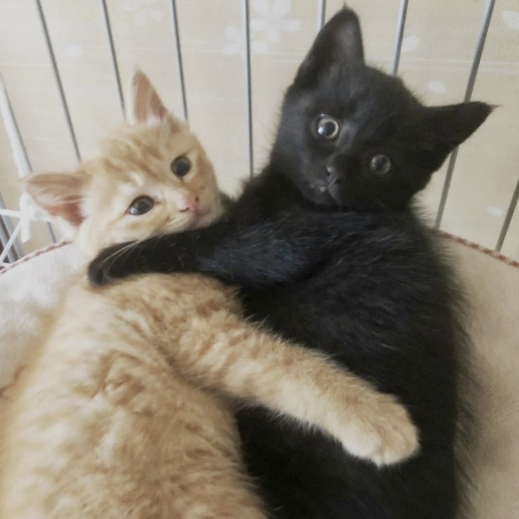 they are two cats in love (@wilmoncats) on Twitter photo 