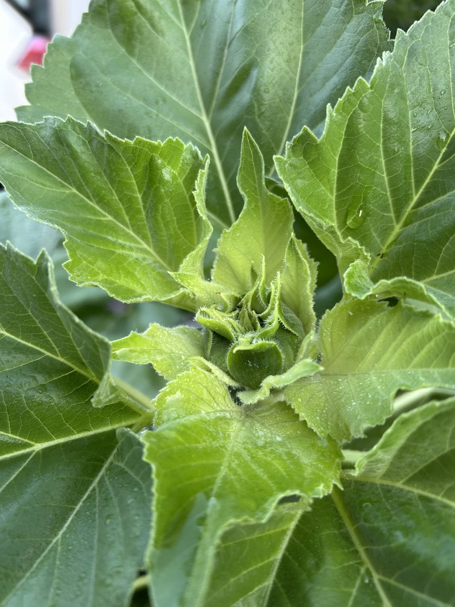 ついに蕾発見！8月には咲くかな？🌻