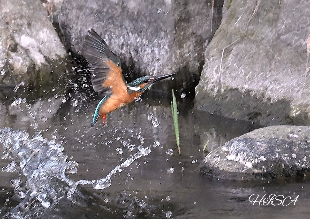 HISA_FREE101's tweet image. 2024.6月野鳥撮影  再掲載
おはようございますm(_ _)m火曜日です。まだまだですが、今日も熱中症対策と心身の健康を大切に👍皆様にとって、穏やかな一日になりますように✨
本日は『カワセミ』になります☺️
Nikon Z9
NIKKOR  Z 180-600mm f/5.6-6.3 VR
#野鳥写真