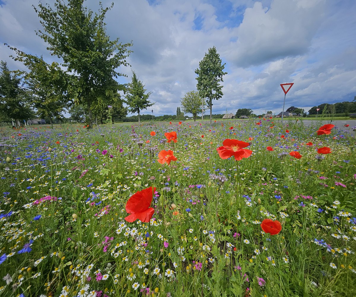 Han Bouwmeester (@hanbouwmeester) on Twitter photo Compliment voor <a href="/gemhofvantwente/">Gemeente Hof van Twente</a> voor het inzaaien deel Deldensestraat Goor. Van mij mag dit op veel meer plaatsen. Zit dat er in? Compliment voor <a href="/gemhofvantwente/">Gemeente Hof van Twente</a> voor het inzaaien deel Deldensestraat Goor. Van mij mag dit op veel meer plaatsen. Zit dat er in?