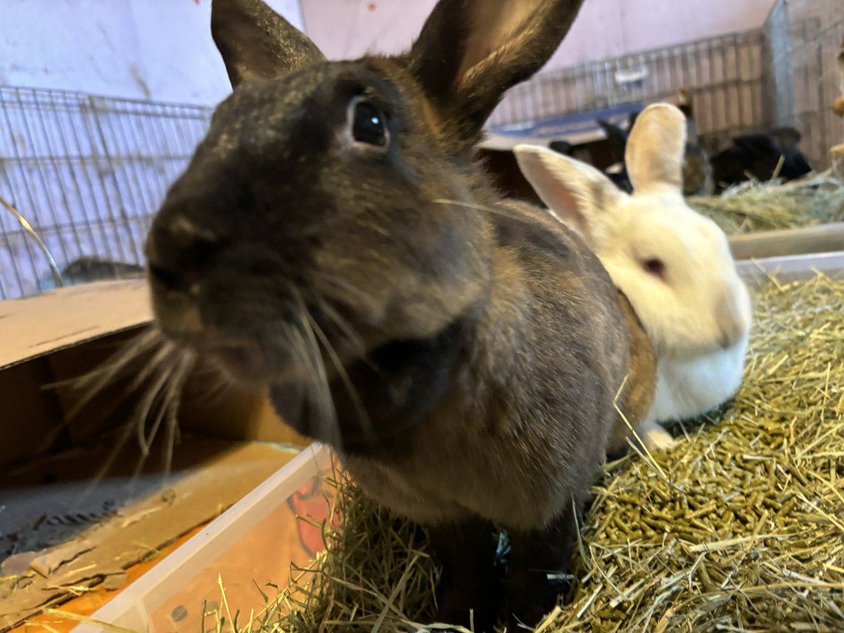 Preciousways825's tweet image. Mötley: my siblings are big pigs! Mom put three handfuls of pellets in one pan and three in the other! She put the three pellets in the back pan first! My siblings are pigs! Don’t tell anybody, but I am too!
