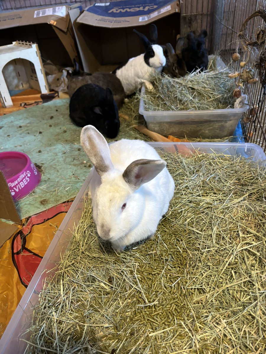 Preciousways825's tweet image. Mötley: my siblings are big pigs! Mom put three handfuls of pellets in one pan and three in the other! She put the three pellets in the back pan first! My siblings are pigs! Don’t tell anybody, but I am too!