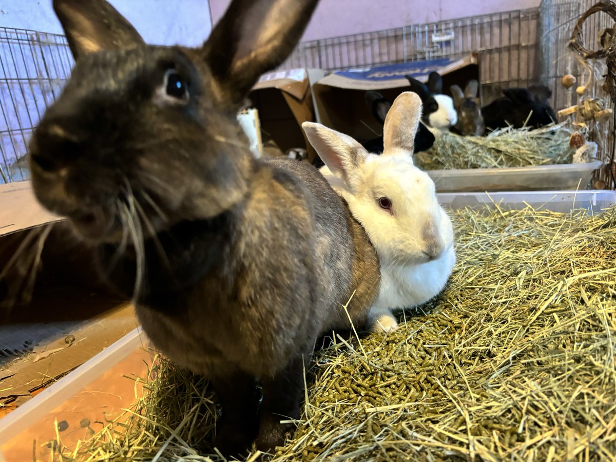 Preciousways825's tweet image. Mötley: my siblings are big pigs! Mom put three handfuls of pellets in one pan and three in the other! She put the three pellets in the back pan first! My siblings are pigs! Don’t tell anybody, but I am too!