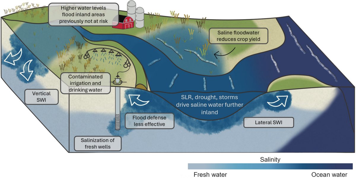 DalHydro's tweet image. New WIREs Water review paper led by recent PhD grad Hayden Tackley on saltwater intrusion into soils and groundwater near estuaries -> with high-level calculations on global impacts wires.onlinelibrary.wiley.com/doi/10.1002/wa…