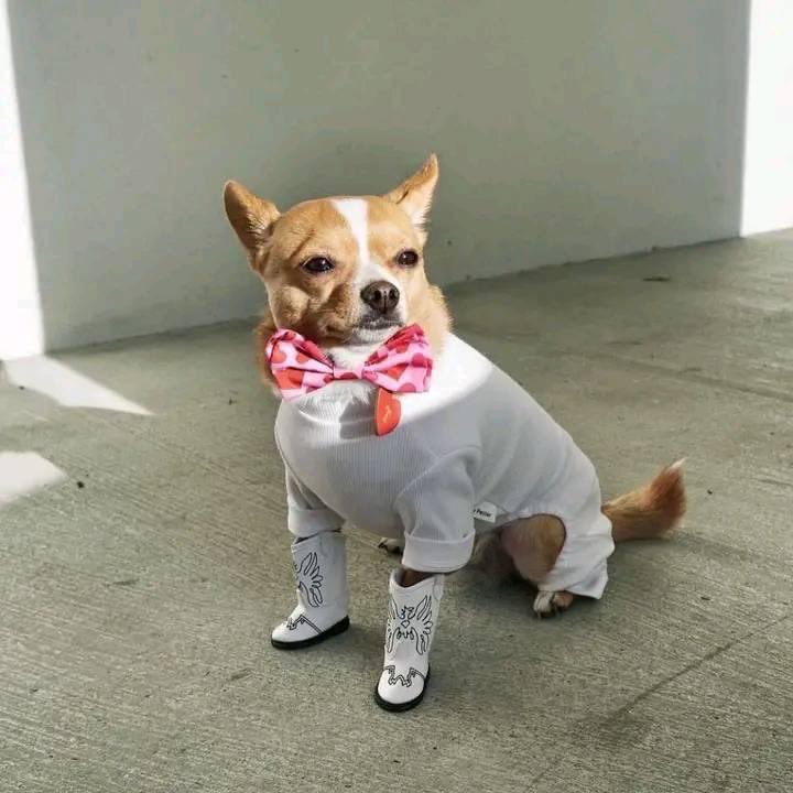 tododiacaes's tweet image. Diga oi pro cachorrinho de botas ou 80 anos de azar