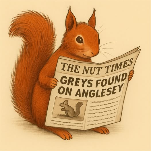Thirty grey squirrels removed from Anglesey since Feb 2024.