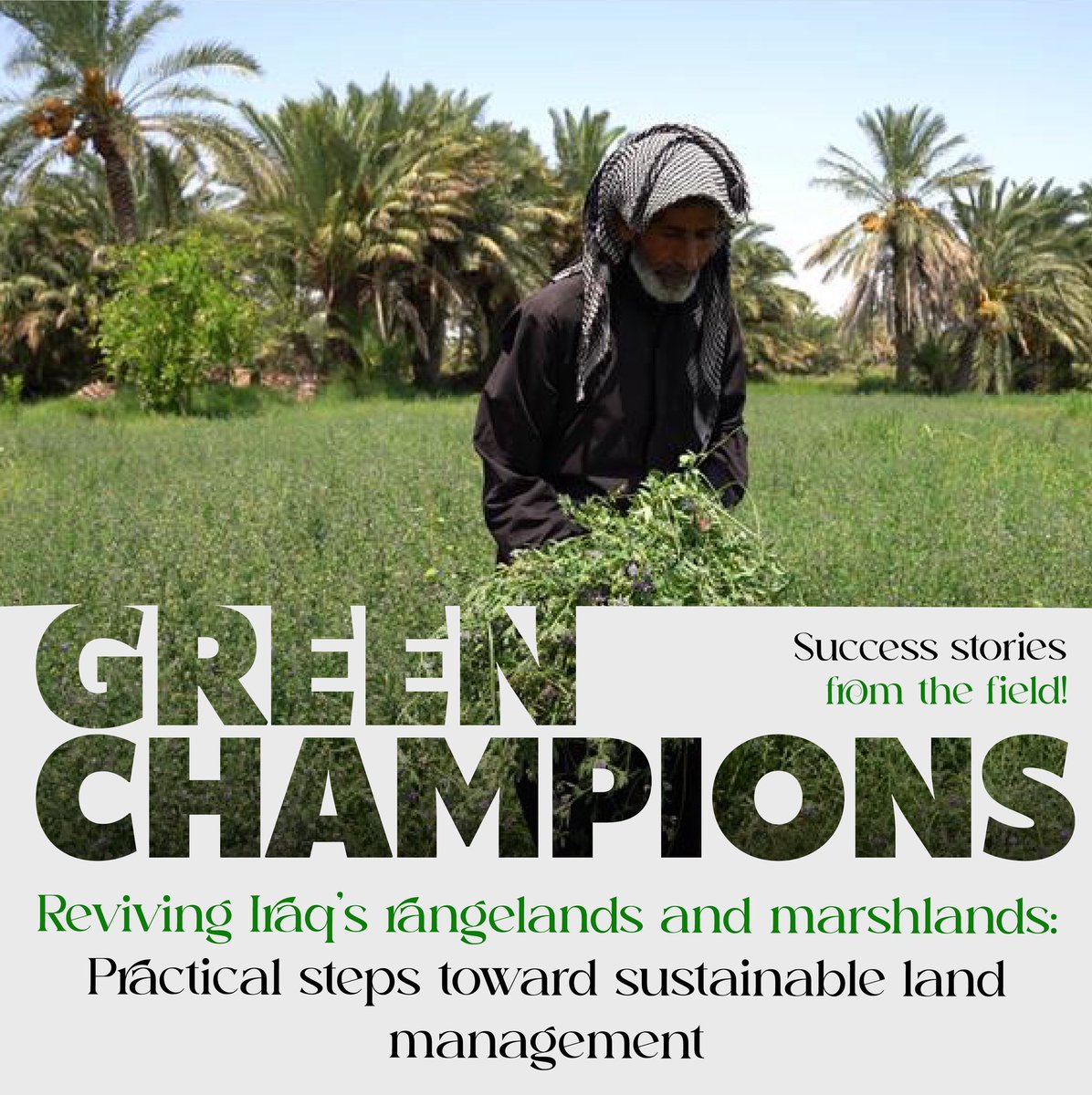 FAO in Near East and North Africa (@faoinnena_en) on Twitter photo Meet our newest #GreenChampions! 🌱
With <a href="/FAO/">Food and Agriculture Organization</a>’s support, #Iraq is restoring marshlands & promoting sustainable farming to revive ecosystems & boost livelihoods.
Discover how 👉 shorturl.at/3rwho Meet our newest #GreenChampions! 🌱
With <a href="/FAO/">Food and Agriculture Organization</a>’s support, #Iraq is restoring marshlands & promoting sustainable farming to revive ecosystems & boost livelihoods.
Discover how 👉 shorturl.at/3rwho