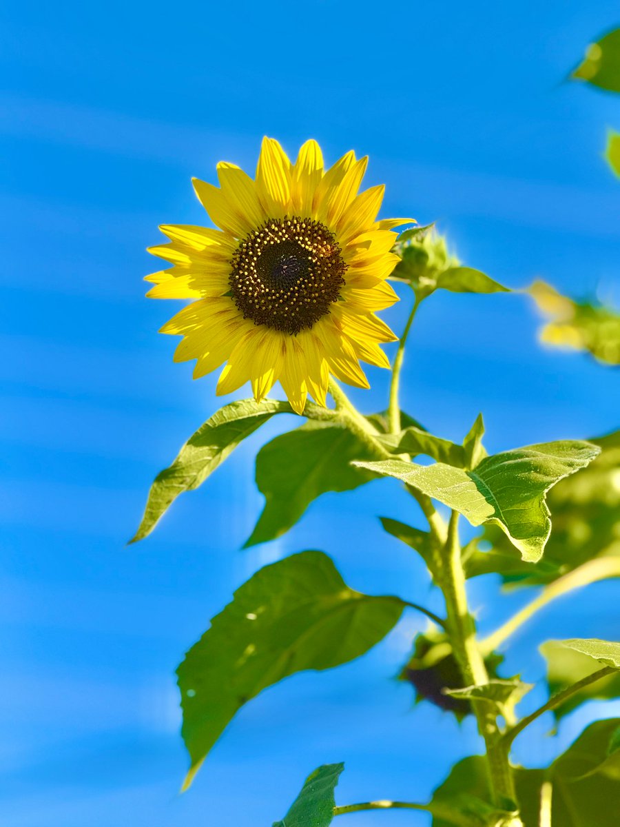 all_i_all_n0's tweet image. 合成したみたいな向日葵🤣
夏だねぇ