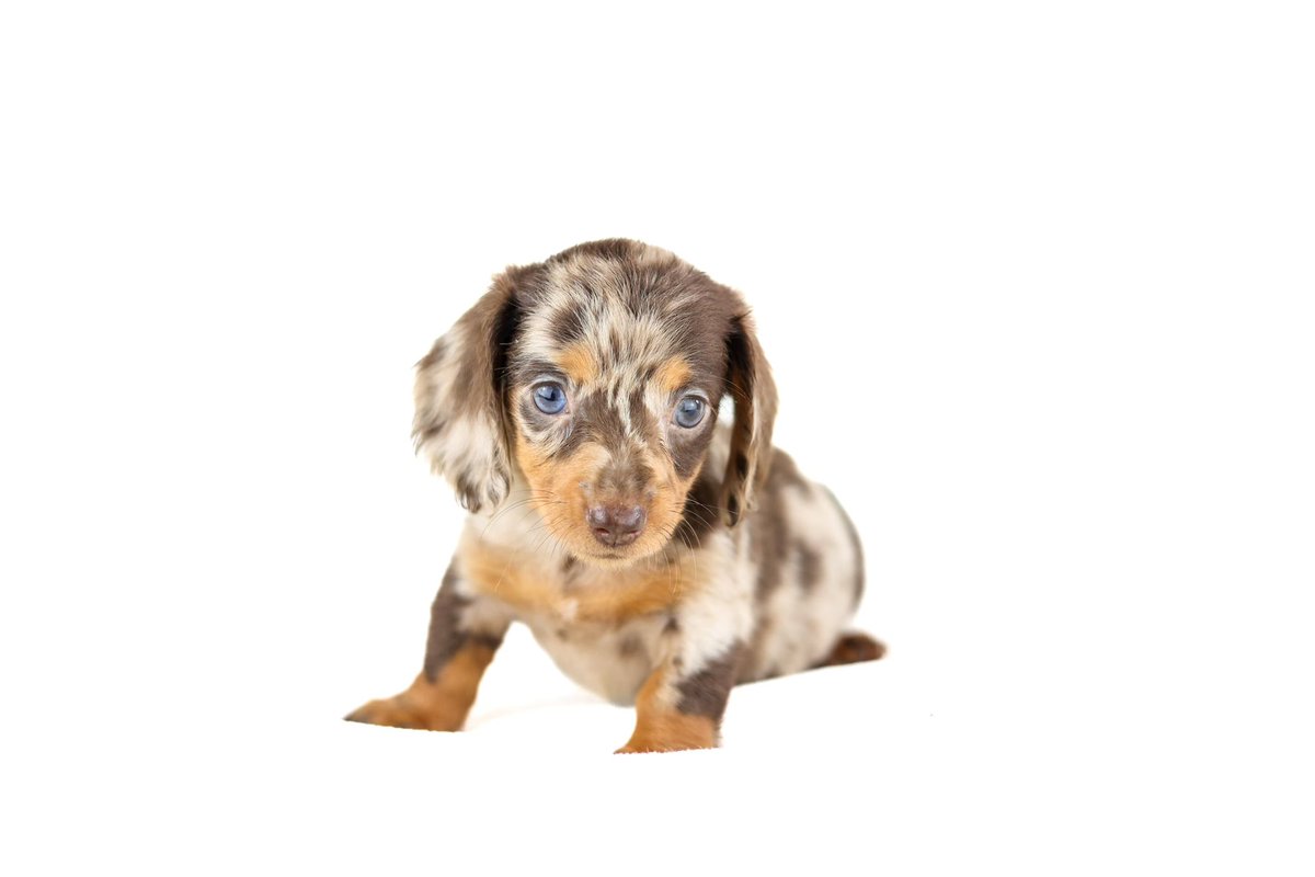 Welcoming my new puppy to the world. Her name is Mango 🥭