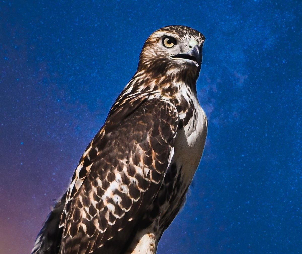 db_persoectives's tweet image. 