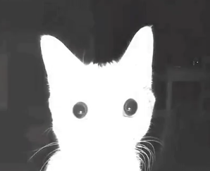 he knows the tr!pangkey ending but dw the dc knows what it is