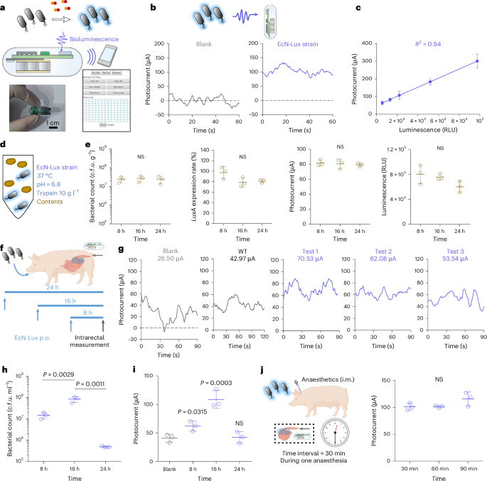 NatureMicrobiol's tweet image. Out Now! Ingestible optoelectronic capsules enable bidirectional communication with engineered microbes for controllable therapeutic interventions bit.ly/455Fc0C #Microbiology #IngestibleCapsules #Optoelectronics