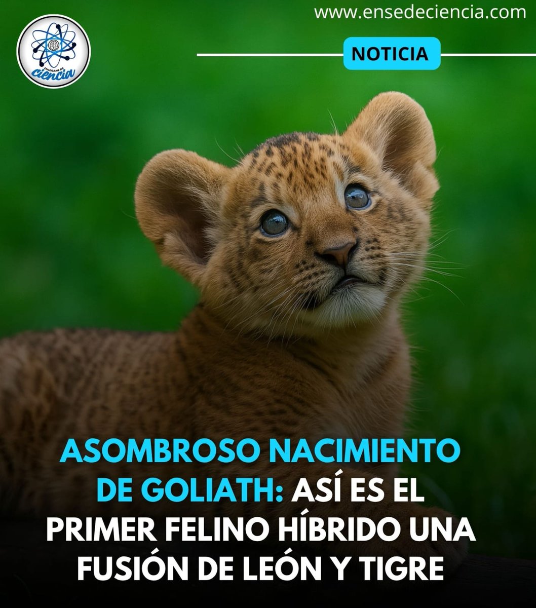 🐯🦁 ¿Es un león? ¿Es un tigre? ¡No! Es… GOLIATH, el felino imposible que acaba de nacer 😱✨

En un zoológico privado, el mundo fue testigo de un nacimiento que parece salido de una película de ciencia ficción:
👶🏻 Un ligre, hijo de un león macho y una tigresa, acaba de ver la