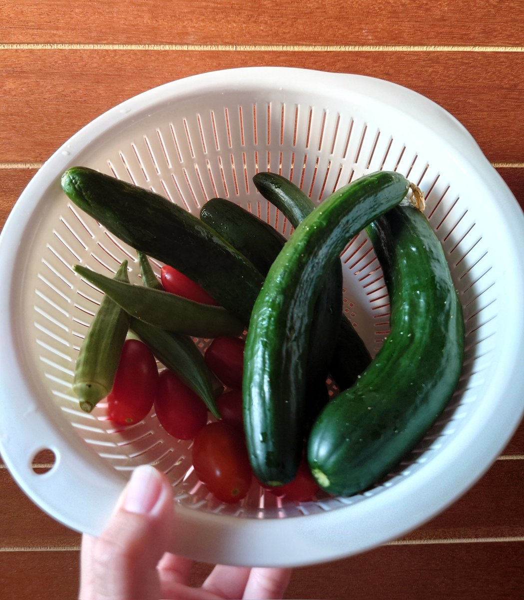 r28s14m's tweet image. 早起きな子供たちと収穫🍅