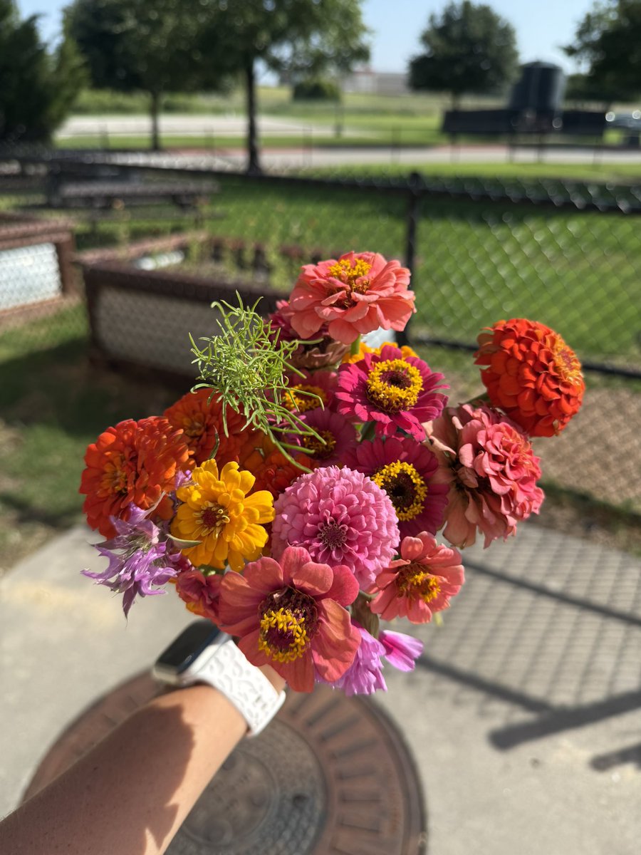 Special delivery! 💐 Fresh-cut zinnia blooms from our wildflower garden went straight to the heart of Prosper HS, our amazing campus secretary and lifeline, Mrs. Heidi Starkey! Thank you for all you do! 🌸💚 #ProsperFFA #ProsperProud <a href="/ProsperHS/">Prosper High School</a> <a href="/THEProsperFFA/">Prosper FFA</a>