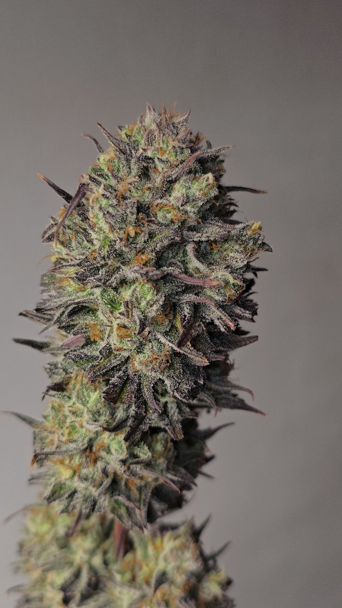 GreenAutoConsumo tweet media