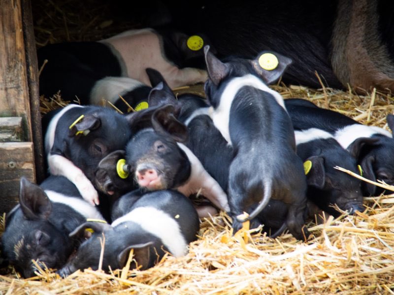 char1iewatts's tweet image. An adorable litter of piglets, believed to be the largest ever at Windmill Hill City Farm in south Bristol, has just been born 🐷🥺
southbristolvoice.co.uk/2025/07/28/rec…