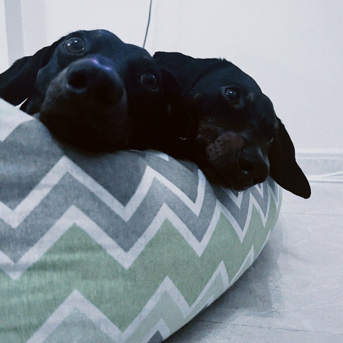 Cães bebés a passar na timeline para quem precisar. 🤍