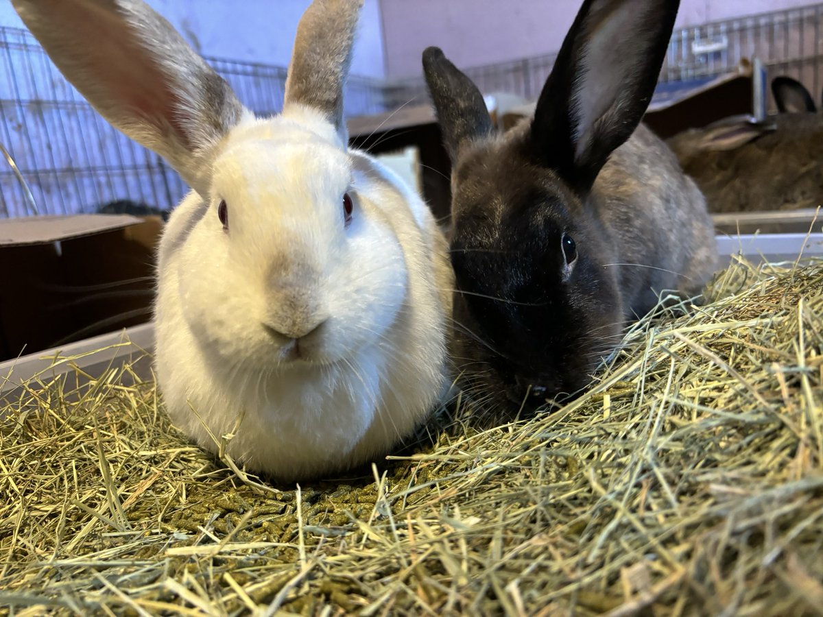 Preciousways825's tweet image. Moxie: I love the attention mom gave us. She rubbed both of us, me and Motley. She loves us! Just wish the rest of my siblings liked her, especially in my group!!! 🙄