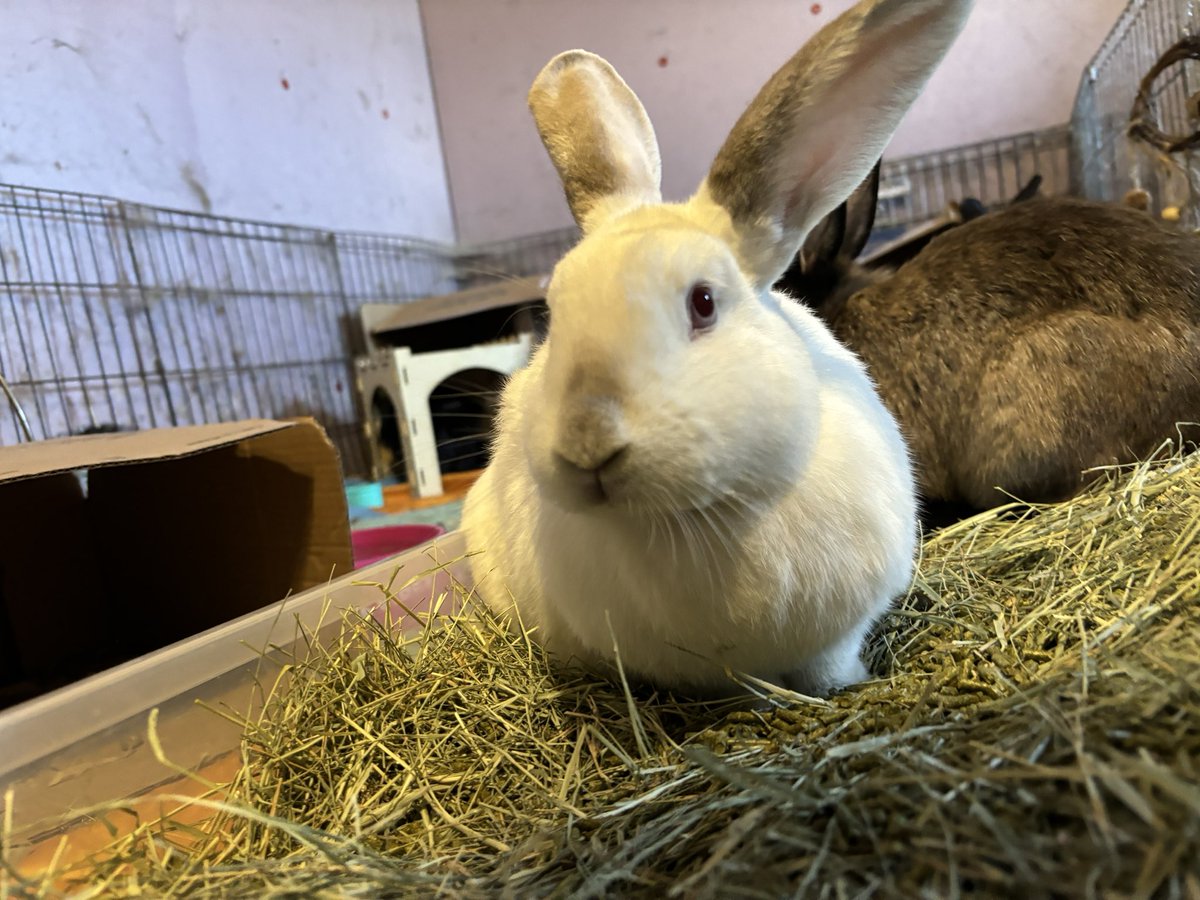 Preciousways825's tweet image. Moxie: I love the attention mom gave us. She rubbed both of us, me and Motley. She loves us! Just wish the rest of my siblings liked her, especially in my group!!! 🙄