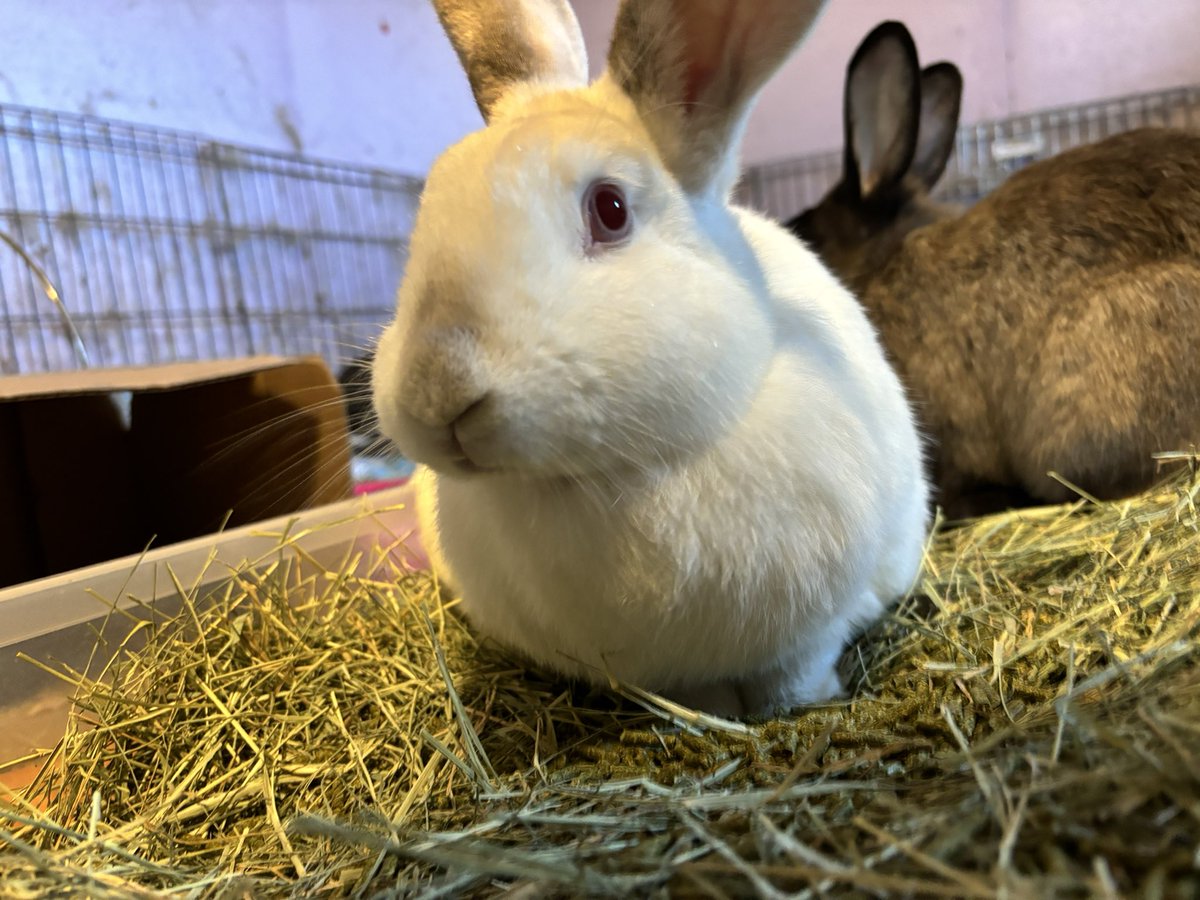 Preciousways825's tweet image. Moxie: I love the attention mom gave us. She rubbed both of us, me and Motley. She loves us! Just wish the rest of my siblings liked her, especially in my group!!! 🙄