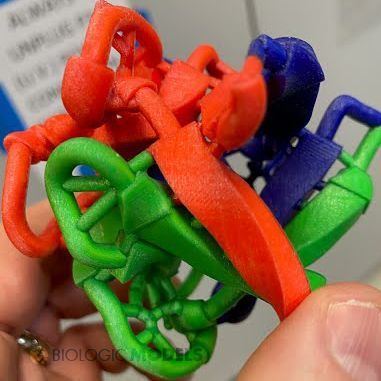 BiologicModels's tweet image. Ribbon protein models make for amazing toy-like scientific models, and beautiful large-format works of art meant for display in museums or galleries. They sure can be difficult to #3Dprint. Not a problem for Biologic Models. Submit a #3DPrint request at buff.ly/lqsT0OR