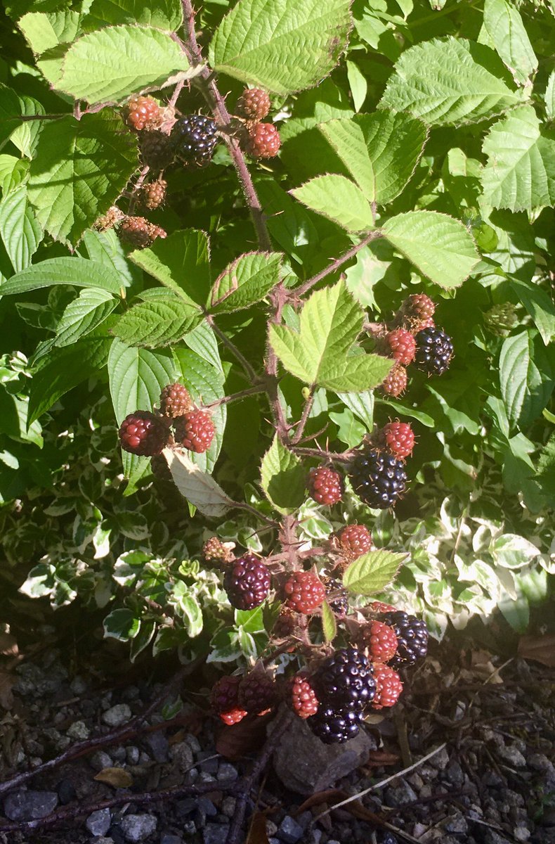 NeetsJust's tweet image. I saw these blackberries growing in a hedgerow this evening when I was out for a walk.
Blackberries โฆ in July?
Whatโs going on?