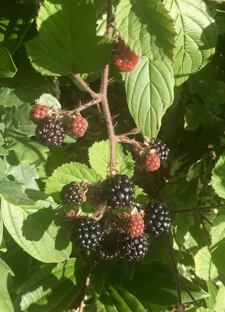 NeetsJust's tweet image. I saw these blackberries growing in a hedgerow this evening when I was out for a walk.
Blackberries โฆ in July?
Whatโs going on?