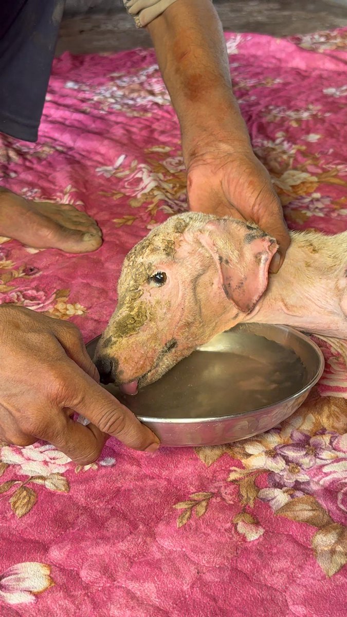 tawf_uk's tweet image. 🏡🐾 Help Us Build Their Forever Home
We’ve rescued, healed, and loved every soul that came to us broken. Now, it’s time to give them the safe haven they deserve—a permanent sanctuary where pain ends and peace begins.
💛 Your donation isn’t just bricks and cement—it’s…