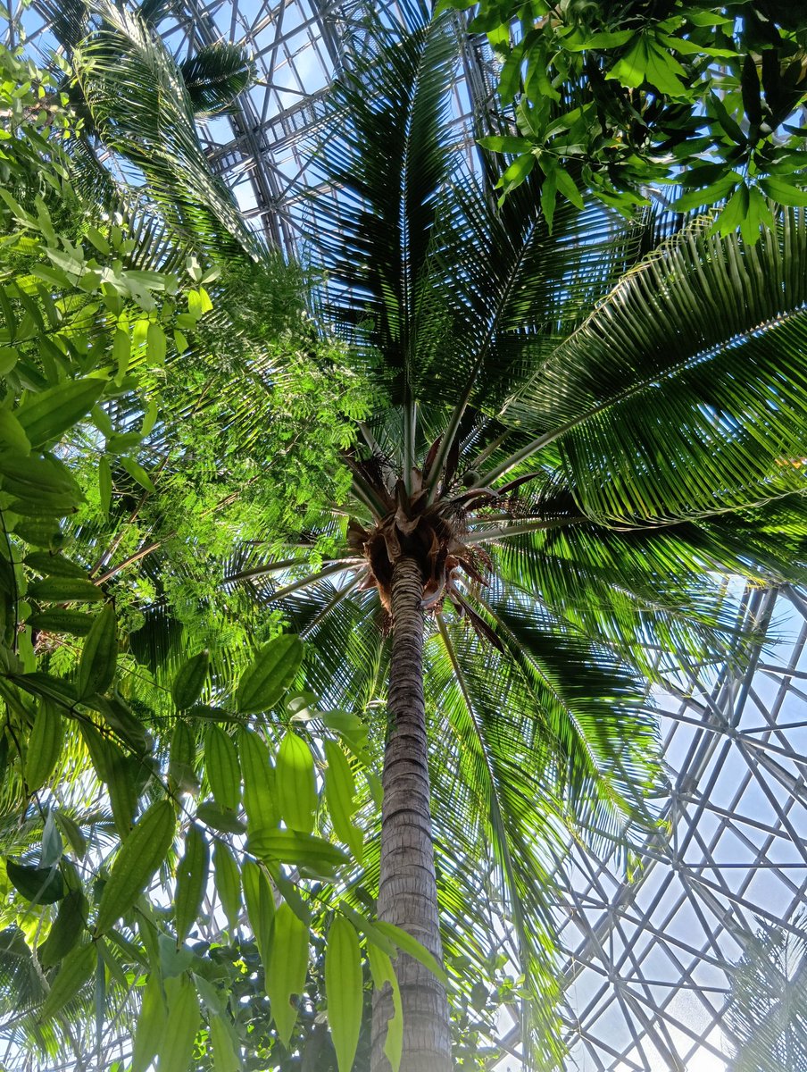 今日の手洗いも、百人一首から、大弐三位さんとともに。

ありま山
ゐなの笹原
風吹けば
いでそよ人を
忘れやはする

おはようございます
今日を佳い日に出来ますように🤗

夢の島熱帯植物館シリーズ
椰子の実の下に落果に注意と貼り紙有😁💦