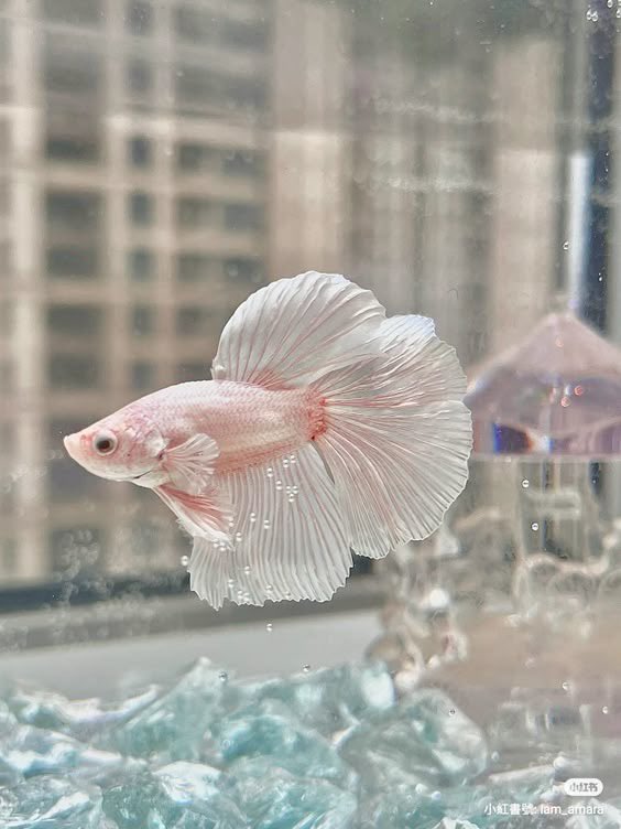 coryihan's tweet photo. he is not beating the pink betta fish allegations https://t.co/tponoNkQWo